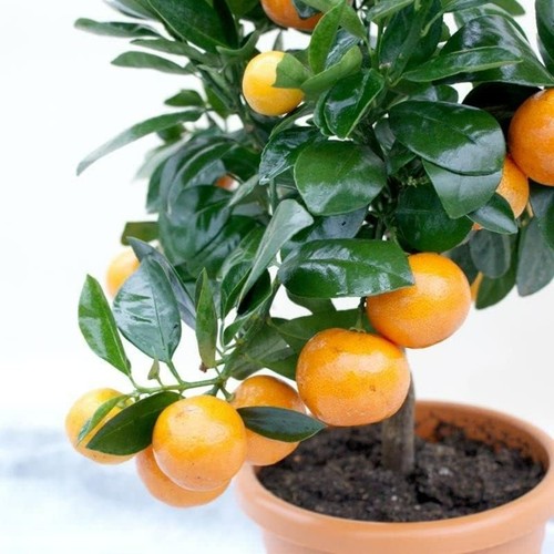 Citrus calamondin orange - orange, tree