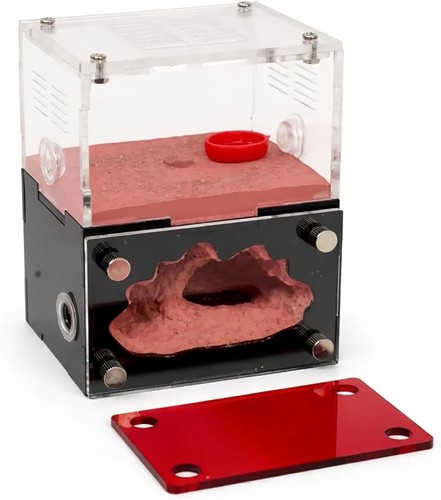 Ant farm formicarium - ant,
