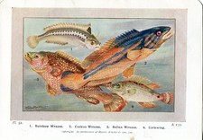Beautiful Wrasse Fish Book Print / Plate on Paper. Over 80 years old