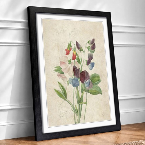 Sweet pea flowers vintage - sweet,