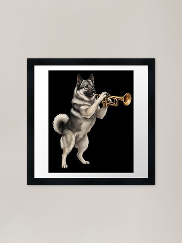 Norwegian elkhound playing - norwegian,
