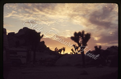Joshua trees desert - joshua, sunset