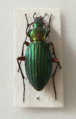 Metallic green predator - green,