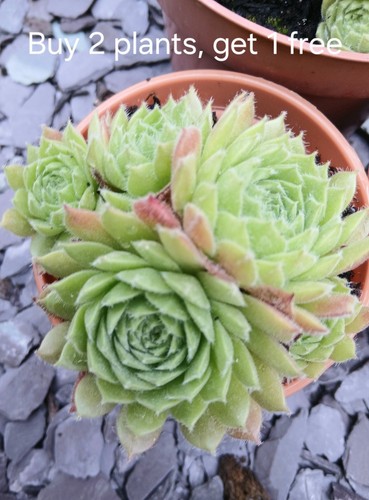 Sempervivum frothy coffee - sempervivum,