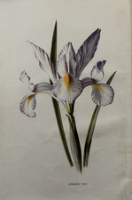 Antique Print  Spanish Iris