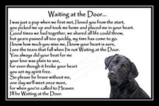 Black labrador pet dog - black,