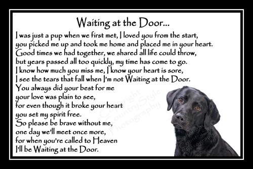 Black labrador pet dog - black,