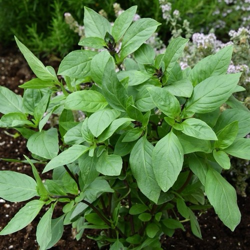 Thai basil plant 9cm pot - 9cm,