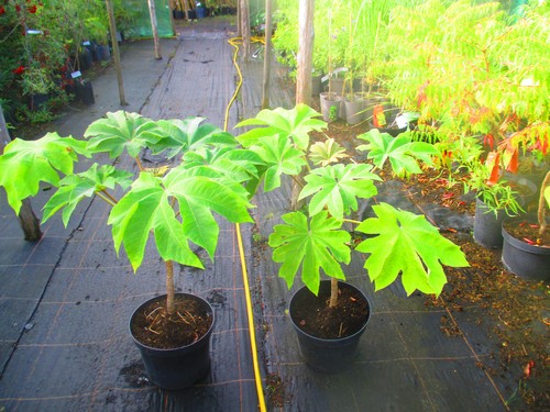10litre rice paper plant - paper,