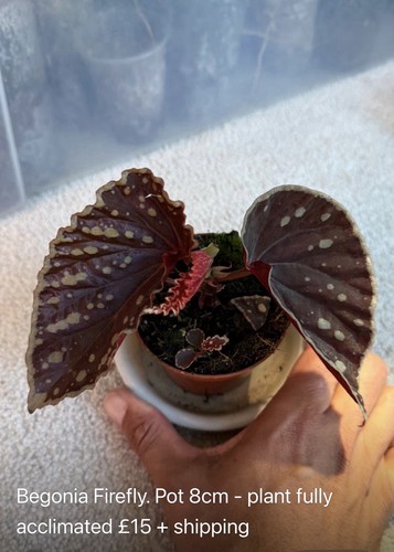Begonia firefly indoor - begonia,