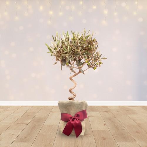 Gift wrapped olive - olive, spiral