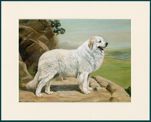 Pyrenean mountain dog art - pyrenean,