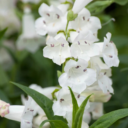 Penstemon snowstorm hardy - 6,