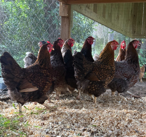 Golden purple laced - golden,