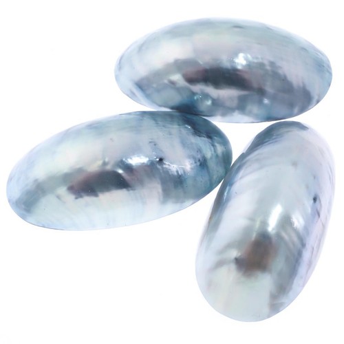 Genuine nautilus shell - nautilus, aka
