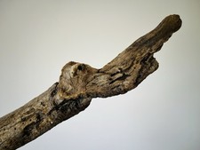 37cm DRIFTWOOD BRANCH Sea Elephant Wood Sculpture Craft Large Florist Display