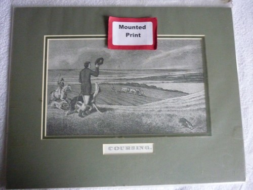 Coursing with lurchers