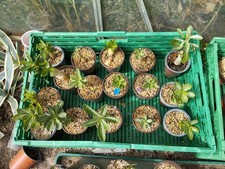 adeniums 1.5 years from seeds