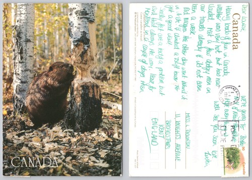 X03895 canadian beaver work - x03895,