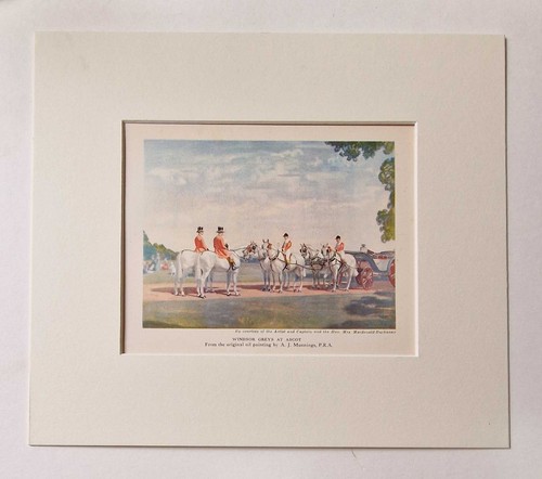 Munnings windsor greys - munnings,