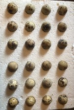 12 x Japanese (coturnix) Quail