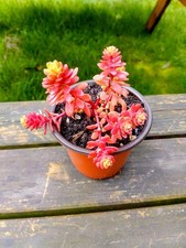 Sedum Kimnachi Winter Hardy
