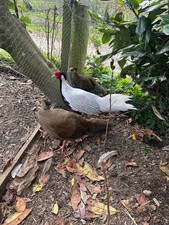 Silver pheasant eggs. NOT LIVE