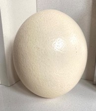 Genuine Large Natural Blown