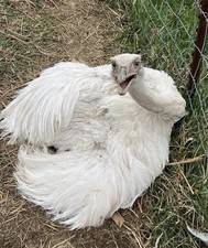 *4* White Rhea Hatching