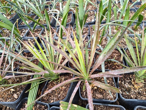 Yucca aloifolia cm pot - yucca,