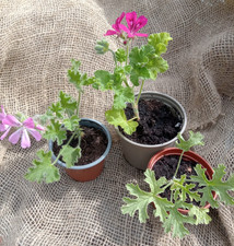 Scented Pelargonium x 3,pink