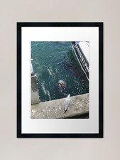 Seal Chatham Fishing Port