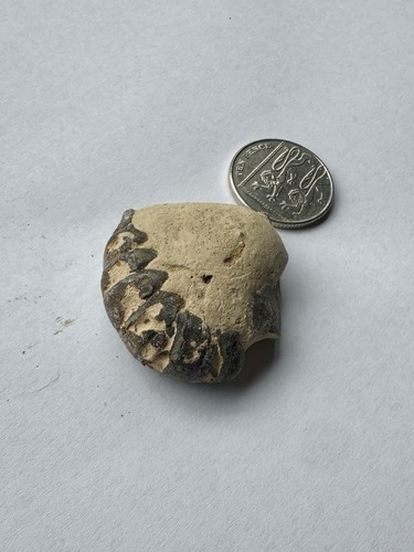 London clay fossil crustacean - clay,