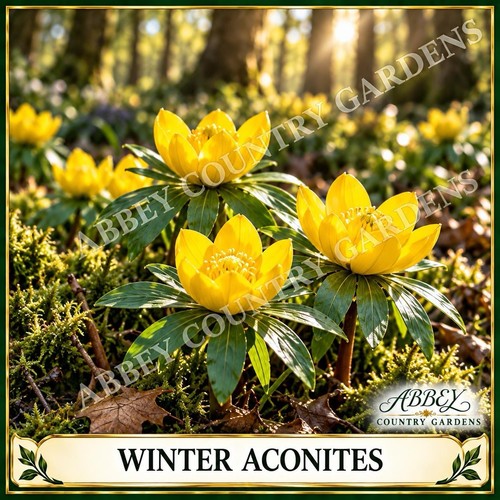 Winter aconite plant now - 40,