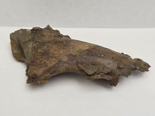 Edmontosaurus dinosaur skull - edmontosaurus,