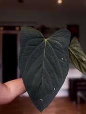 Anthurium papillilaminum fort