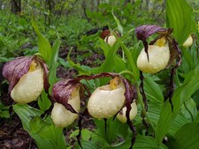 PRE-ORDER 1x Cypripedium kentuckiense FS plants Southern Lady's Slipper SEE DESC