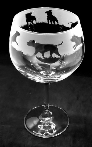Staffordshire bull terrier - bull,
