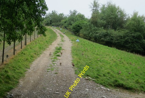 Photo 6x4 pheasant rearing - 6x4,