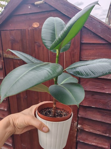 Rubber plant easy grow - plant,