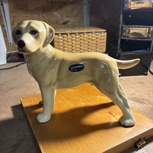 Labrador retriever cooper - retriever,
