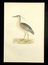 Night Heron 1891 Original