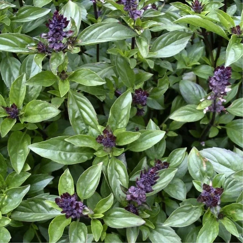 Herb basil cinnamon 3 - –,