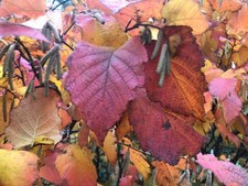 American Hazel nut Saplings 