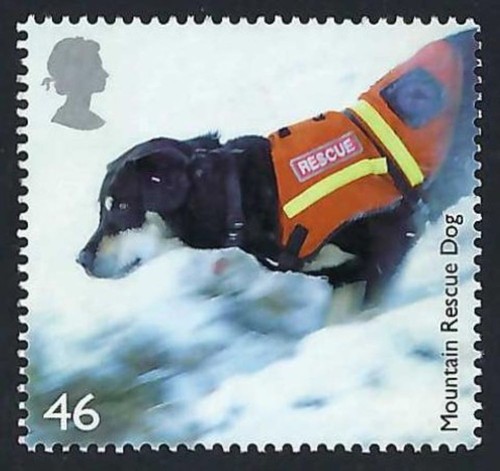 Mountain rescue dog - mountain,
