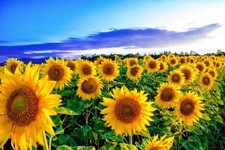 STUNNING SUMMER SUNFLOWERS