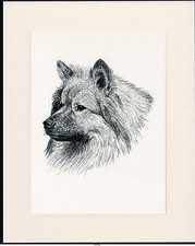 KEESHOND OLD 1935 DOG HEAD STUDY PRINT BY C FRANCIS WARDLE MOUNTED