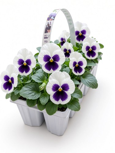 White pansy plants - pansy,