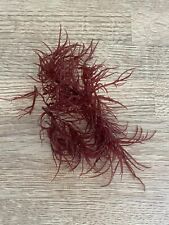 Red Ogo Gracilaria, Algae