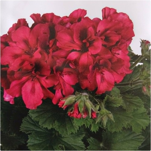 Pelargonium elegance franny - pelargonium,